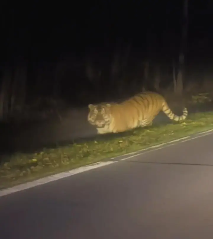 诚信优配 男子夜遇野生东北虎，对视5秒，大喊本地的就跑了？它多凶猛？